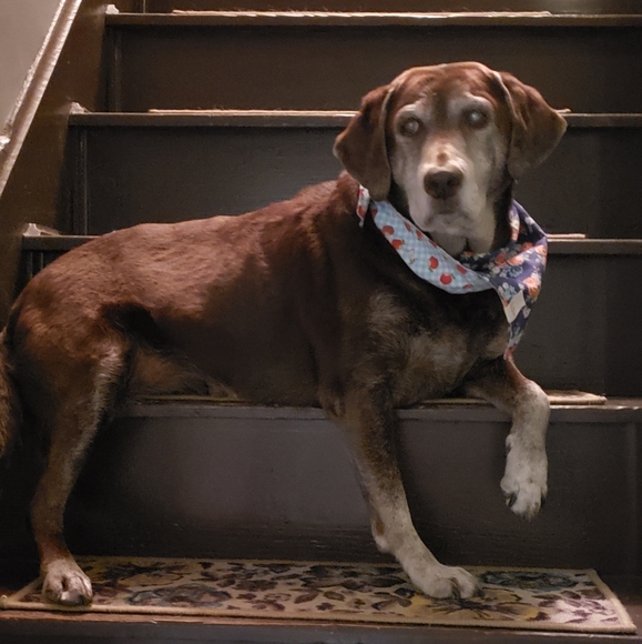 Meet your Posher, Becky - Posh Ambassador!!❤❤ - Picture 6 of 7